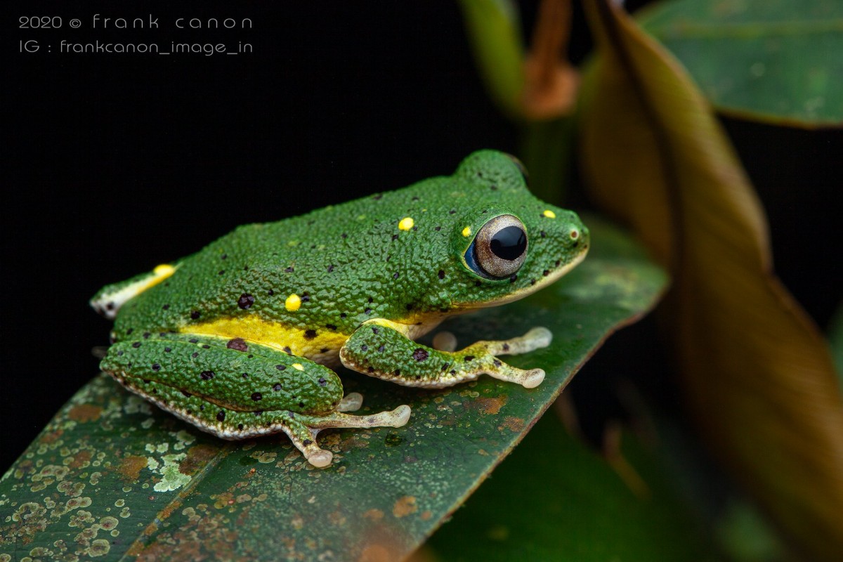 Pseudophilautus poppiae Megaskumbura & Manamendra-Arachcchi, 2005